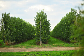 rows of apple trees in an apple orchard on a background of green grass and sky.