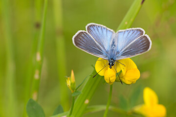 Lycaenidae butterfly on a flower