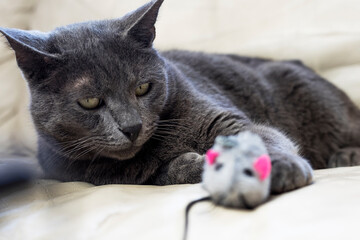 cute gray cat of the blue Burmese breed lies on the sofa with a howling toy.