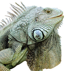 Big old green iguana close up cut out no background