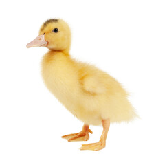 One yellow mulard duck on a white background.