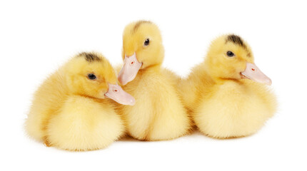 Three yellow ducklings are sitting on a white background.