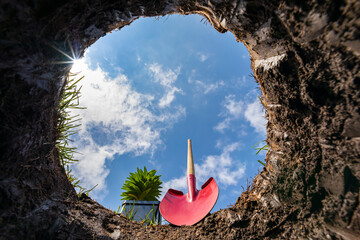 Looking up from hole in yard with shovel and flower. Lawncare, planting flower, gardening and...