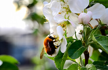 Blooming apple tree on a blurred natural background. Selective focus. High quality photo