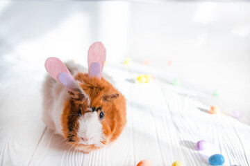 Cute cute guinea pig with Easter bunny ears on a white background with colorful Easter eggs