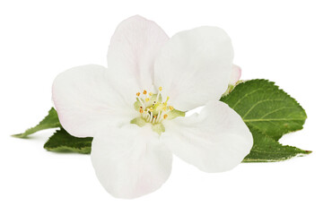 Close-up, apple tree flower on a white background.
