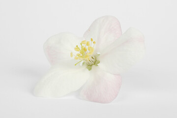 Apple tree flower on a white background, bloom.