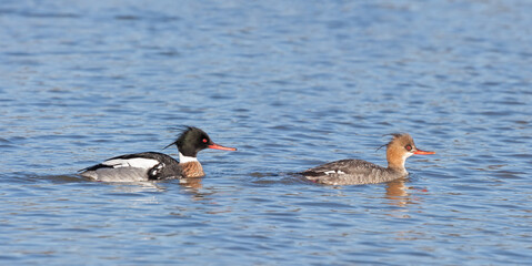Two Red-breasted Merganser Swimming Together