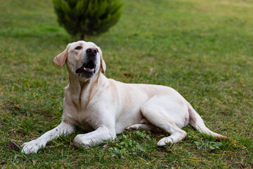 labrador on a walk in the park
