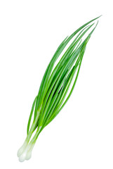 A bunch of green onions.  Isolated. Onion feathers. Copy space