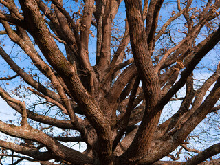 crowns of trees on the blue sky background in the forest