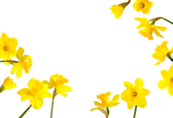 Frame from yellow narcissus flowers isolated on white background. Daffodil flowers. With clipping path. Spring floral background, postcard, yellow sunny buds with petals