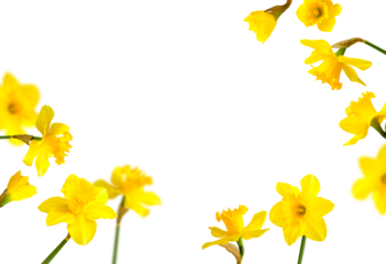 Frame from yellow narcissus flowers isolated on white background. Daffodil flowers. With clipping path. Spring floral background, postcard, yellow sunny buds with petals