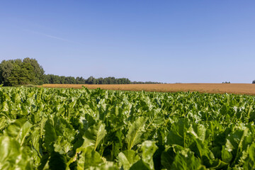 Growing beets in an agricultural field