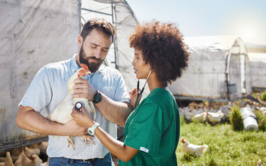 Veterinary, farm and doctor and nurse with chicken for health inspection, wellness and vitality...