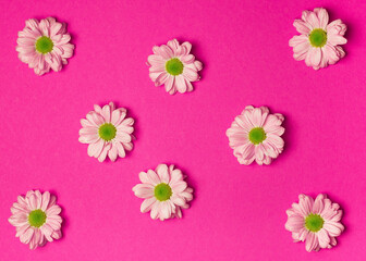 Pink blooming chrysanthemums on a bright pink background with a space to copy. Minimalistic concept, springtime.