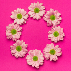 Round flower frame. The composition is pink chrysanthemums on a bright pink background. Minimalistic concept, springtime.