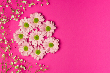 Chrysanthemum and gypsophila flowers on a bright pink background. The concept of  Valentine's Day, International Women's Day and Mother's Day.