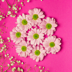 Chrysanthemum and gypsophila flowers on a bright pink background.