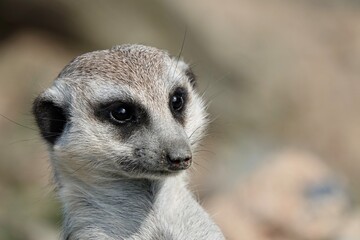 Close-up portrait of a cute meerkat or suricate - Suricata suricatta - watching out for predators. High quality photo