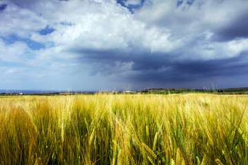 wheat field and stormy sky