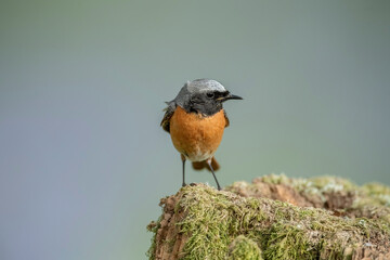 redstart, phoenicurus phoenicurus, male, perched on the branch of a tree in a forest in the summer in the uk