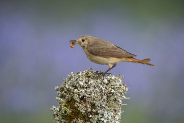 redstart, phoenicurus phoenicurus, female, perched on the branch of a tree in a forest in the summer in the uk