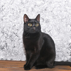 black cat on abstract wall background