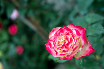 Beautiful pink and yellow rose in the garden. Natural background.