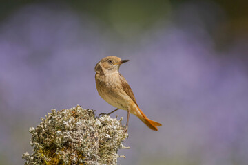 redstart, phoenicurus phoenicurus, female, perched on the branch of a tree in a forest in the summer in the uk