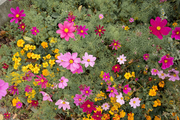 beautiful meadow flowers in the bed
