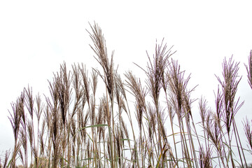 Obraz premium Pampas grass. Reed. Abstract natural background