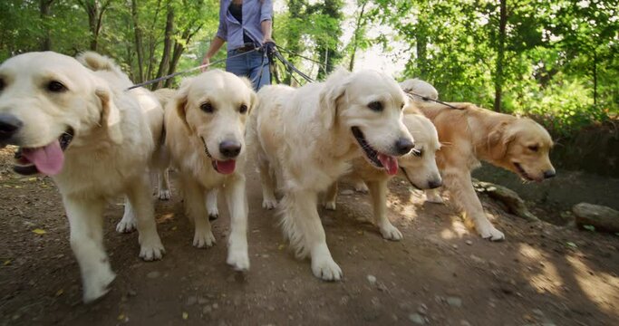 Close up of a Group of Purebred Pedigree Golden Retrievers Enjoying Their Daily Walk Outdoors. Professional Female Dog Walker and Sitter Taking Cute Pets for Training and Exercising in Green Park. - Powered by Adobe