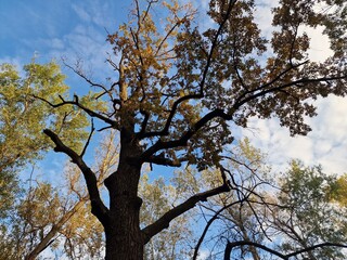 trees grow in a park in Ukraine