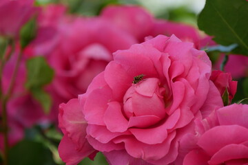 ピンクの薔薇とハチ
