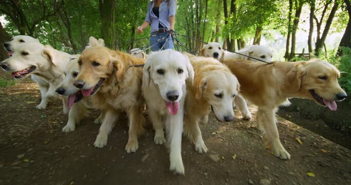 Close up of a Group of Purebred Pedigree Golden Retrievers Enjoying Their Daily Walk Outdoors. Professional Female Dog Walker and Sitter Taking Cute Pets for Training and Exercising in Green Park.
