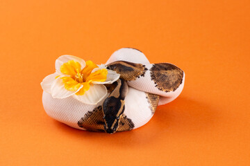 Pied ball python with flower orange background, snake with flower - obrazy, fototapety, plakaty