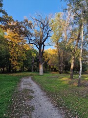trees grow in a park in Ukraine