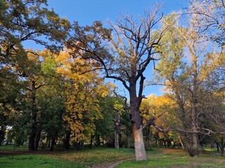 trees grow in a park in Ukraine