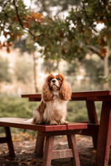 Dog on bench in park, cavalier king charles spaniel - obrazy, fototapety, plakaty