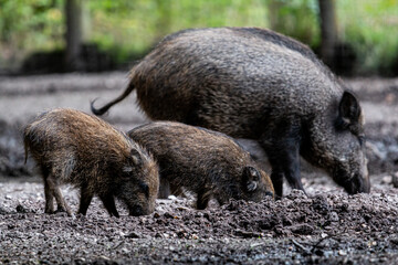 Sanglier avec Marcassin