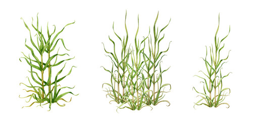 Cane grass natural set. Hand drawn watercolor illustration. Green natural plant botanical image. Canebrake with green leaves. River, lake, meadow, field, shore outdoor grass element. White background