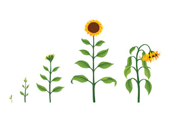 Sunflower growth stages. Agriculture plant development from seed to flowering and fruit-bearing plant. Harvest animation progression