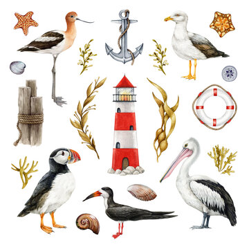 Coast birds hand drawn illustration set. Coastal elements lighthouse, seaweed, shells, puffin, pelican, seagull watercolor image collection. Seashore wildlife nature birds set on white background