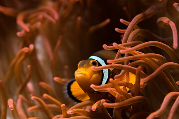 Close up of a clown fish (Amphiprion ocellaris) looking out of its anemone