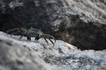 Aruba Soft Shelled Crab on a Rock