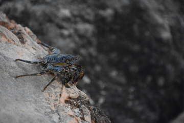 Soft Shelled Crab Peering Over the Edge of a Rock