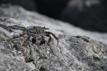 Soft Shelled Crab on a Weathered Rock