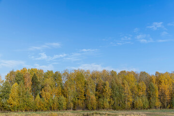 Yellowing birch foliage in October