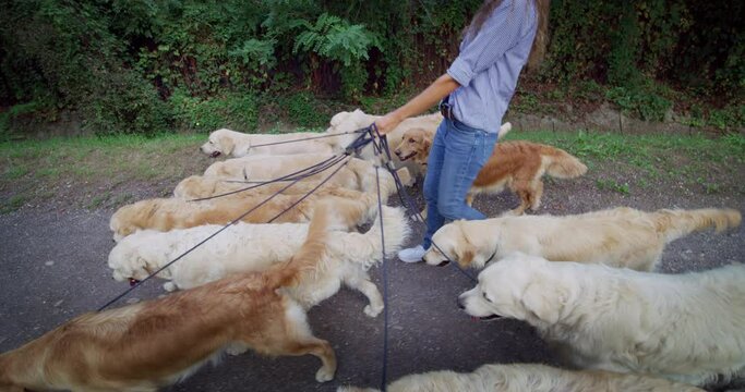 Side View:  Professional Female Dog Walker and Sitter Taking Cute Pets for Training and Exercising in Green Park. Group of Purebred Pedigree Golden Retrievers Enjoying Their Daily Walk Outdoors